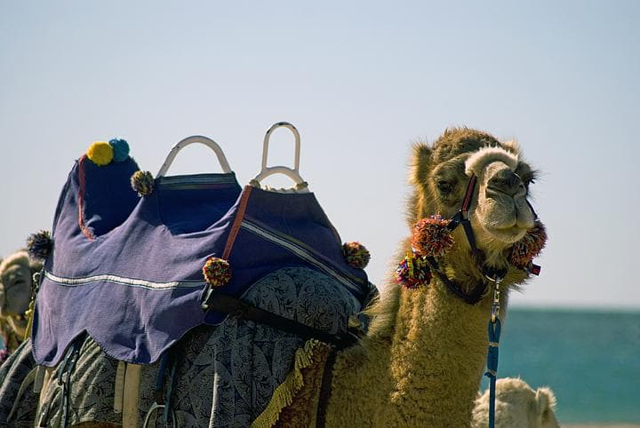 Cammello sulla spiaggia di Monkey mia